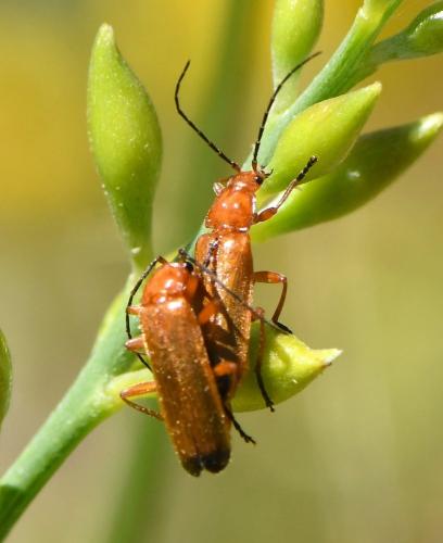 Réf. 230 247 : Rhagonycha fulva